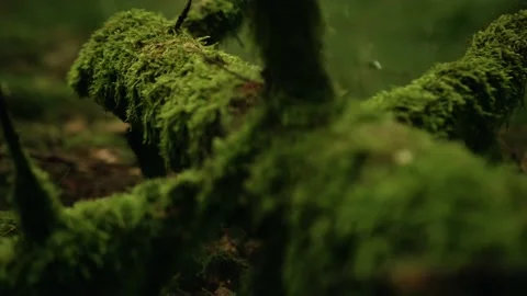 Close Up Pan of Moss Growing on a Dead Tree. Tree Trunk Lying on the Ground Stock Footage 143466021