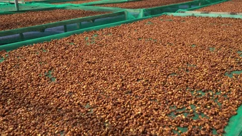 Close-Up Pan of Natural Process Coffee Beans Drying on Raised Beds 스톡 동영상 344013405