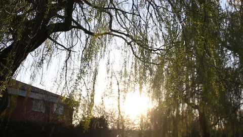 Close up pan of an old weeping willow tree, Reading, Berkshire, England 스톡 동영상 105133824