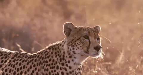 Close up pan of one-eyed cheetah's head as it tracks prey in Kenya Stock Footage 308678425