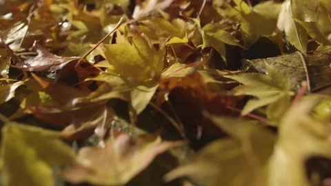 Close up pan over carpet of fallen leaves on forest floor in fall Stock Footage 71230755