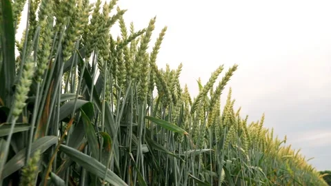 Close up pan over green wheat field blowing in wind bottom camera angle skow Video stock 202046939