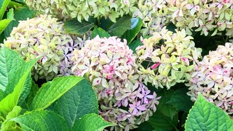 Close Up Pan of Pale Pink Hydrangea Blooms and Green Foliage Stock Footage 329280304