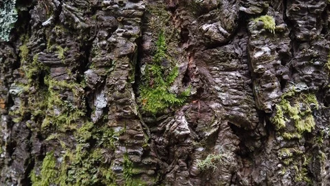 Close up pan of pine tree forest on the woods In Madeira island Stock Footage 114902745
