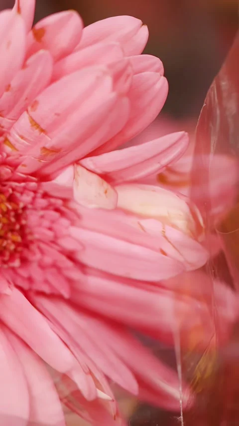 Close Up Pan of Pink and Orange Gerbera Daisies in Plastic Wrap Stock Footage 339422847