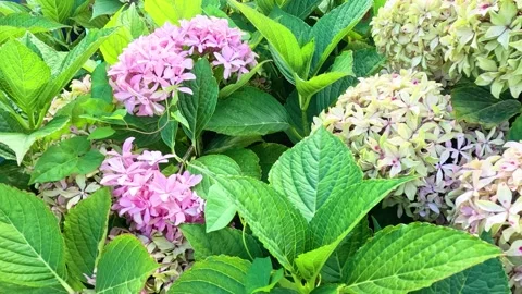Close-Up Pan of Pink Hydrangea Flowers in Summer Garden Stock Footage 320920719