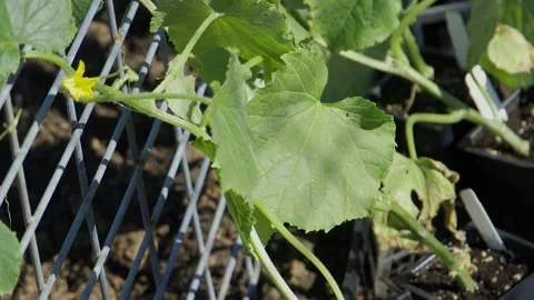 Close-up pan of plant Stock Footage 197841018