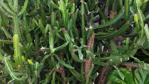 Close Up Pan of Potted Cactus and Fiddle Leaf Fig Plants Stock Footage 339411625