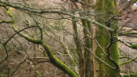 Close Pan right tree winter Stock Footage 122122681