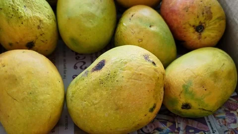 Close-up pan shot of Alphonso mangoes also known as Hapus or Ratnagiri mang.. Stock Footage 313380873
