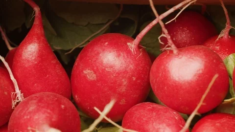 Close Pan Shot of a Bunch of Fresh Red Radishes Видео 124078582