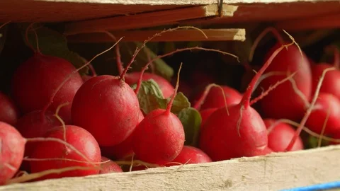 Close Pan Shot of a Bunch of Fresh Red Radishes in a Basket Stock Footage 124078634