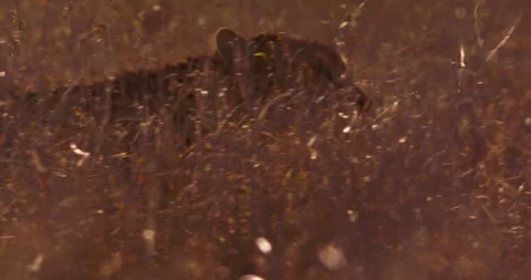 Close up pan shot of a cheetahs' head as it walks through tall grass Stock Footage 308674190