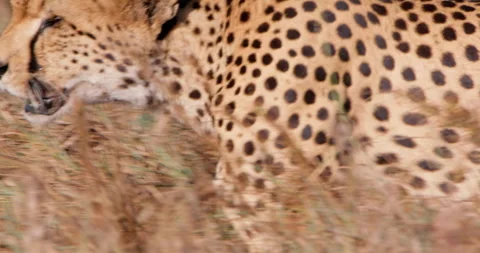 Close up pan shot of a cheetah's print as it walks through tall grass Stock Footage 308673426