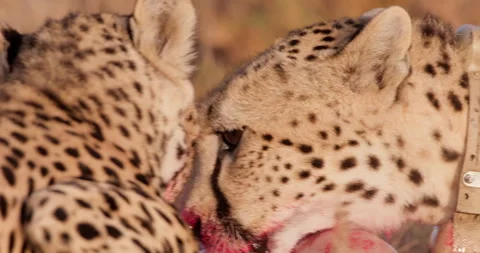 Close up pan shot of a coalition of cheetah's heads devouring a kill Stock Footage 308675441