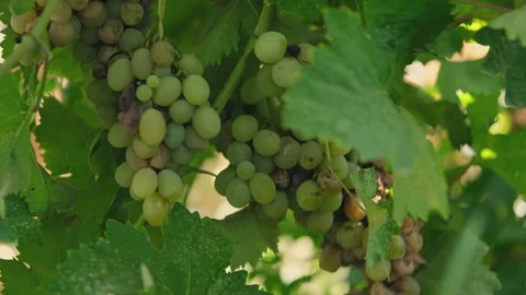 Close up pan shot of a diseased grape cluster. Grape anthracnose. Stock Footage 286420863