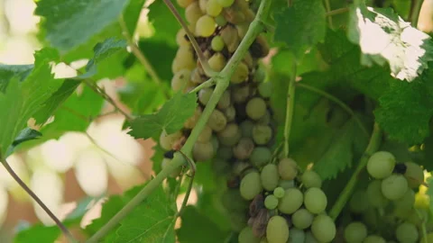 Close up pan shot of a diseased grape cluster. Grape anthracnose. Stock Footage 286420949