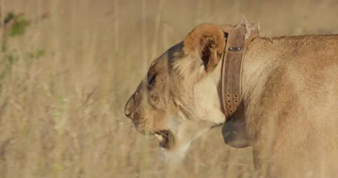 Close up pan shot of a Lioness' collared head walking in grasslands Stock Footage 279048038