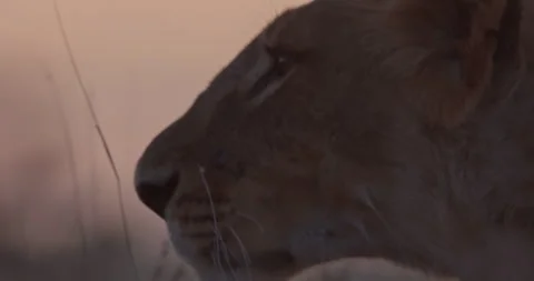 Close up pan shot of a lioness'  face looking around the savanna Stock Footage 279053596