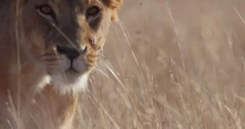 Close up pan shot of a lioness'  head roaming the savanna Stock Footage 279050226