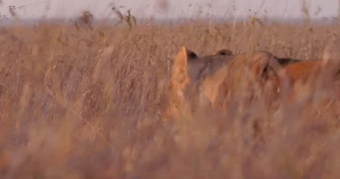 Close up pan shot of lions' head while walking between grass Video stock 308676488