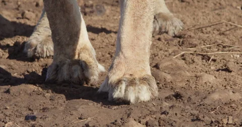 Close up pan shot of a Lion's paws walking on mud along the shore Video stock 279040868