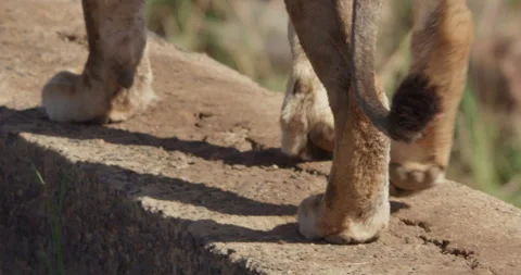 Close up pan shot of a Lion's paws walking along an embankment Stock Footage 279041073