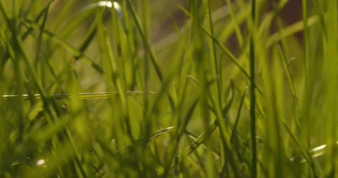 Close Up / Pan Shot of Long Green Grass  on a Meadow  Vídeos de archivo 130239089