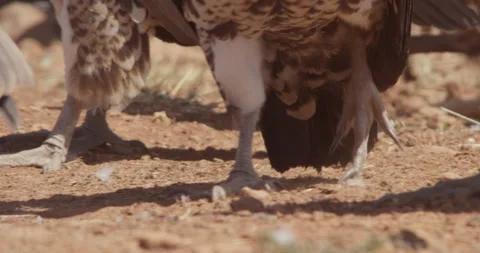Close up pan shot of Rüppell's griffon vulture feet wobbling Stock Footage 279046771