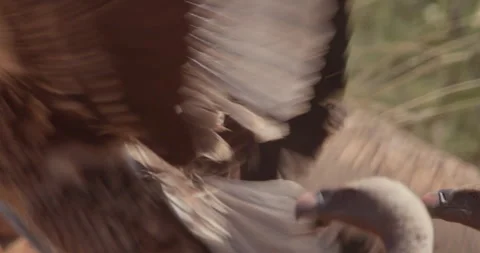 Close up pan shot of Rüppell's griffon vultures  flying away Stock Footage 279047029