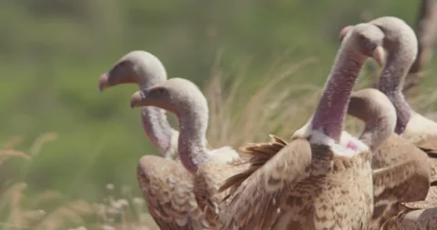 Close up pan shot of Rüppell's griffon vultures heads Stock Footage 279047085
