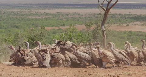 Close up pan shot of Rüppell's griffon vulture wings while feeding Vídeo Stock 279047366