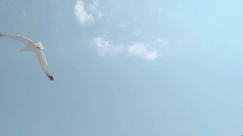 Close up pan shot of seagulls flying above ship with the clouds in the Stock Footage 142710017