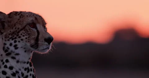 Close up pan shot of a single eyed cheetah's head scanning around Stock Footage 308677406