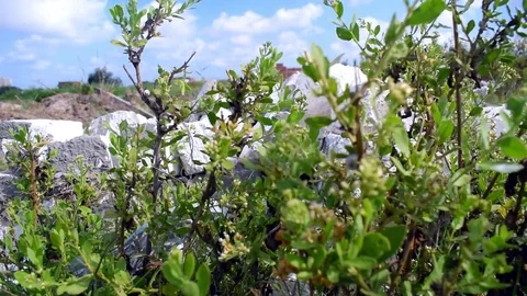 Close pan shot to small green leaves grown from ground behind rocks in winter Stock Footage 80219359