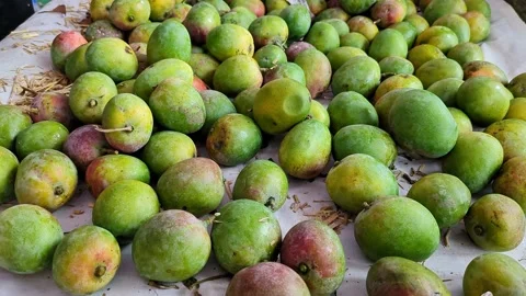 Close-up pan shot of a stack of Sindhura or Honey mangoes on display for sale 스톡 동영상 313380862