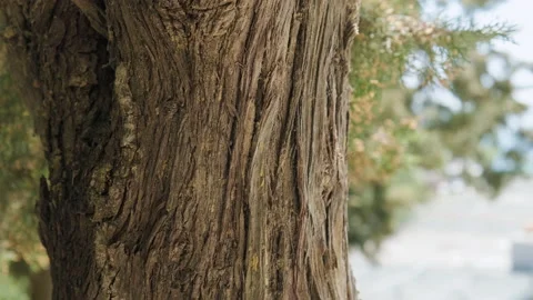 Close up pan shot of tree trunk with copy space. Stock Footage 151900924