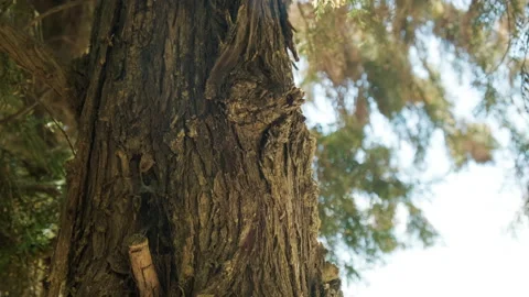 Close up pan shot of tree trunk with copy space. Stock Footage 151903535