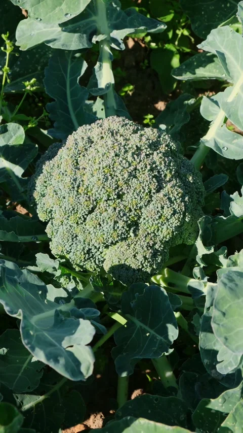 Close-up pan shot of two ripe organic broccoli growing in the vegetable garden Stock Footage 313447433