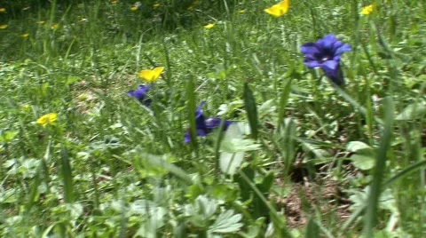 Close up pan spring flowers 스톡 동영상 533325