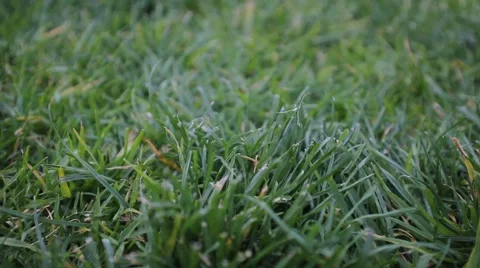 Close Up Pan on Summer Green Grass Stock Footage 2166943