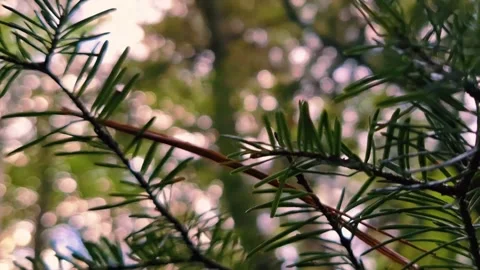 Close Up Pan &amp; Tilt Of Pine Needles On Branches Of Pine Tree Bokeh Effect Stock-Footage 255175076