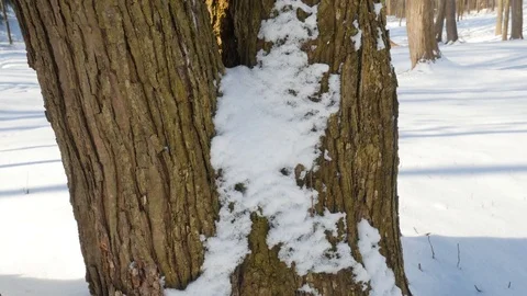 A Close Up Pan of a Tree Covered in Snow Video stock 85060174