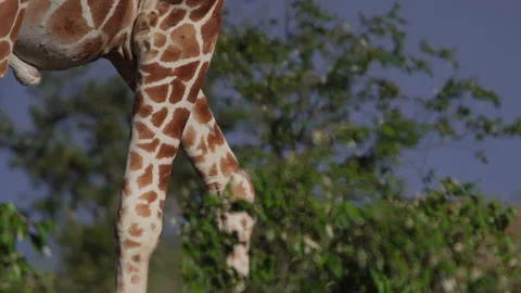 Close up pan of two reticulated giraffe's legs following each other Stock Footage 261028701