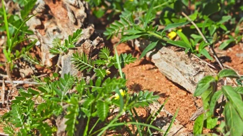 Close up pan of two spotted thick-knee bird's eggs on the ground in Africa Stock Footage 252293593