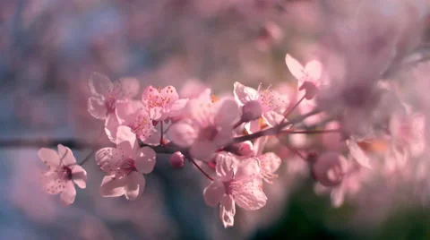 Close up pan view of blooming pink cherry with transparent and halo effect. 動画素材 60084206