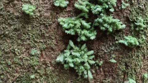 Close Up Pan View of Green Moss on Tree Bark. Top to Bottom. Borneo Stock Footage 274629294