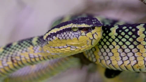 Close pan of a wagler's pit viper in a tree at bukit lawang Stock Footage 257663155