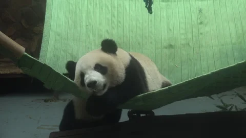 Close up of panda bear hanging out in the zoo at Chengdu China Stock Footage 245670926