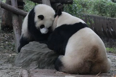 Close up Panda in Chengdu Panda Base Stock Photos